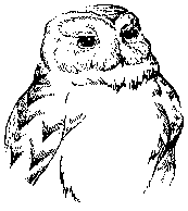 Okpik Owl